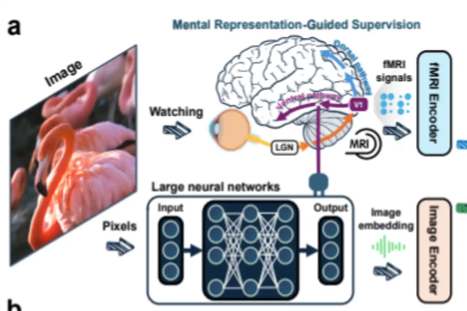 Zhejiang University Research Team Proposes New Approach: Teaching AI How the Human Brain Understands the World