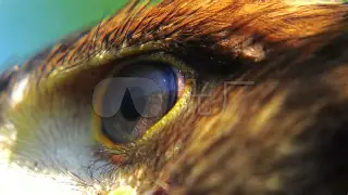 鹰眼资讯