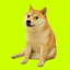 cashdog