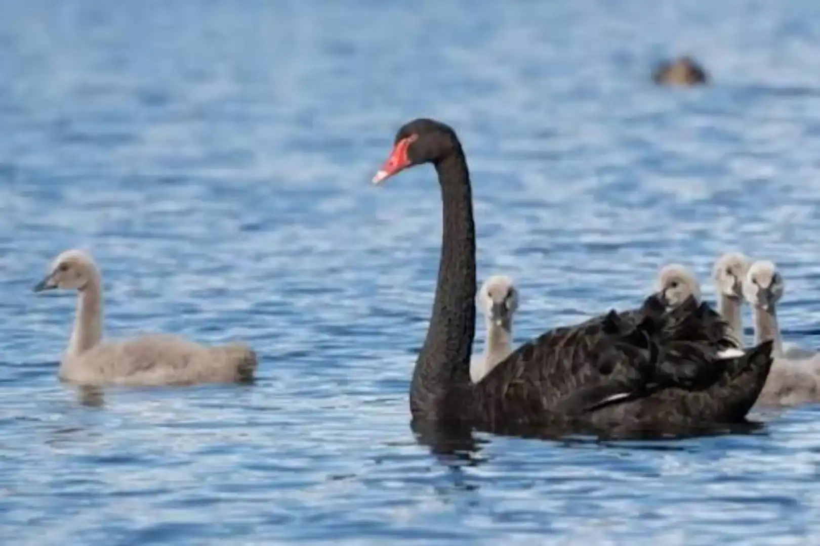 In the Second Half of 2026, Commodities Enter an Era of 'High-Frequency Black Swans'