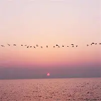 山顶站岗预警员