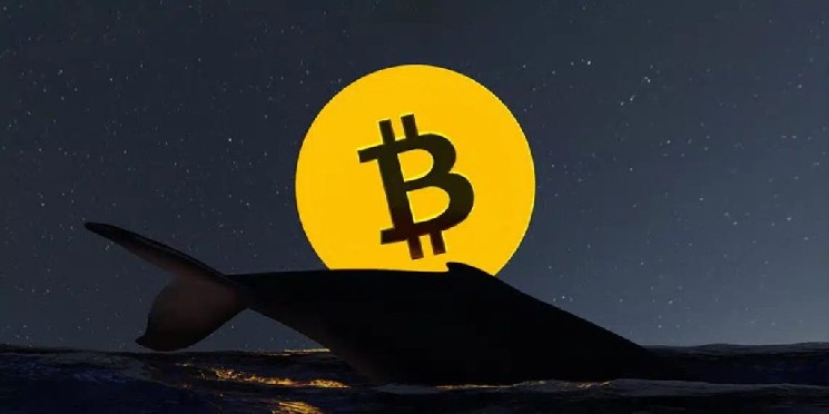 Một ông lớn trên thị trường Bitcoin, không hoạt động suốt bốn năm, đã chuyển số Bitcoin trị giá khoảng 46 triệu USD! Dưới đây là chi tiết