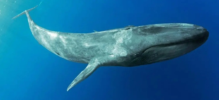 Major whales are very active: they are buying and selling large altcoins today!