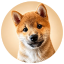 meeko